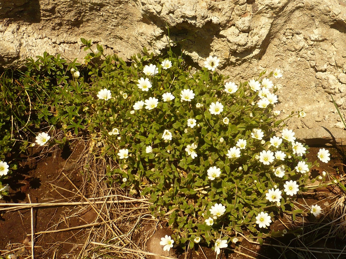 Cerastium arvense subsp. strictum (Caryophyllaceae)